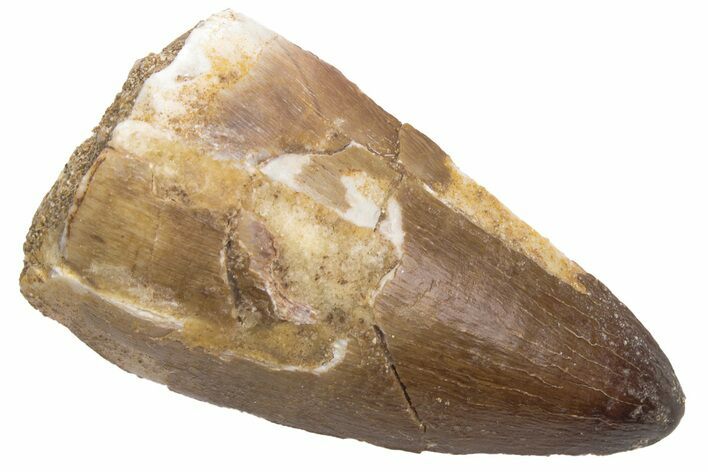 Fossil Mosasaur (Prognathodon) Tooth - Morocco #226417